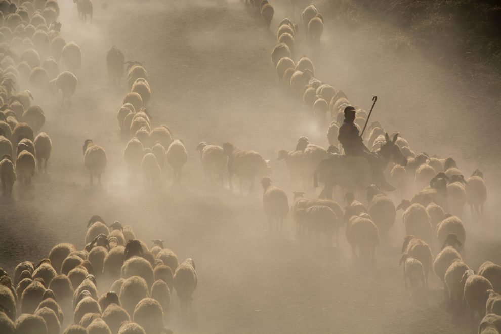 shepherd-with-herd-of-sheep